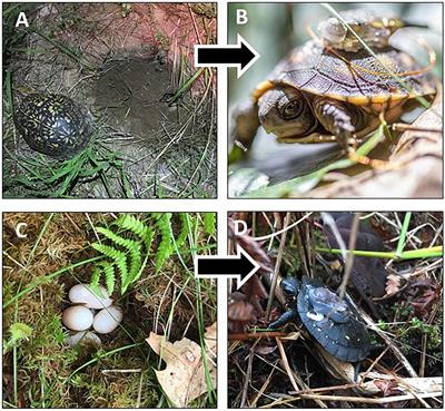 Macro- and Microhabitat Predictors of Nest Success and Hatchling Survival in Eastern Box Turtles (Terrapene carolina carolina) and Spotted Turtles (Clemmys guttata) in Oak Savanna Landscapes